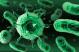 Crecimiento en bacterias.